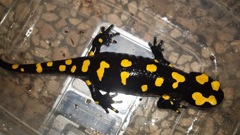 Salamandra infraimmaculata  photographed by רמדאן עיסא 