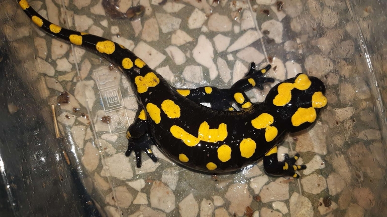 Salamandra infraimmaculata  photographed by רמדאן עיסא 