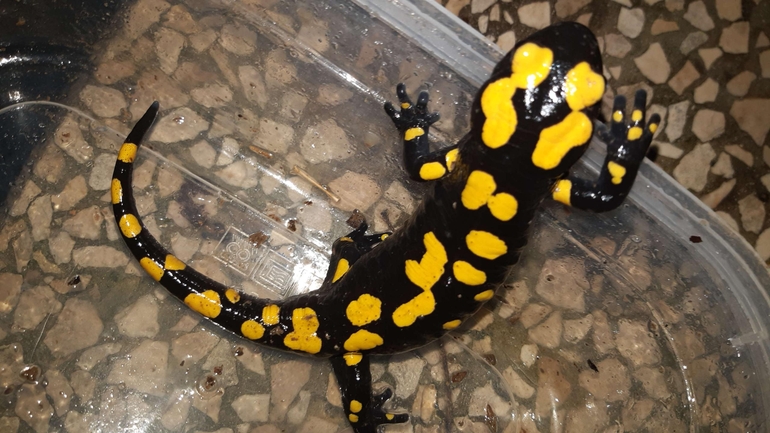 Salamandra infraimmaculata  photographed by רמדאן עיסא 