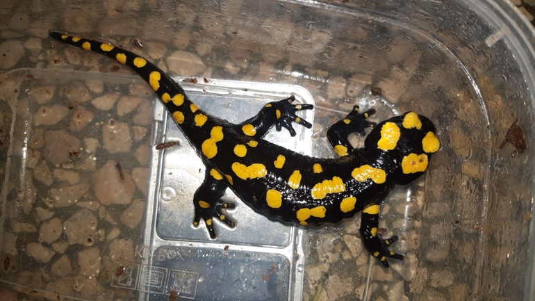 Salamandra infraimmaculata  photographed by רמדאן עיסא 