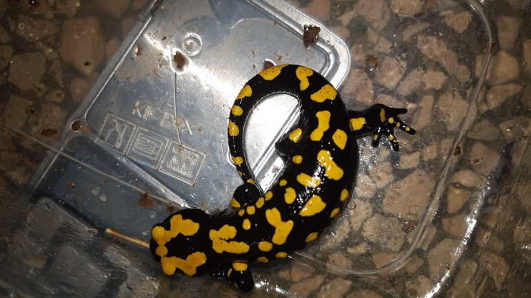 Salamandra infraimmaculata  photographed by רמדאן עיסא 