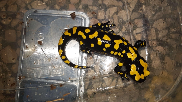 Salamandra infraimmaculata  photographed by רמדאן עיסא 