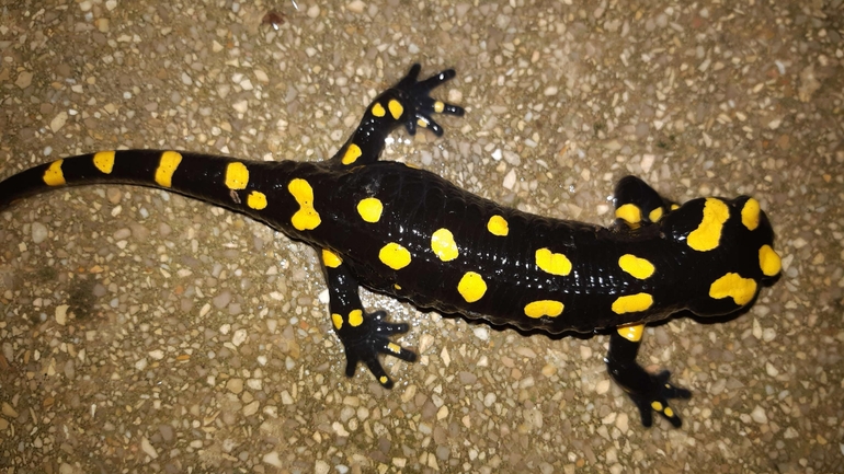 Salamandra infraimmaculata  photographed by רמדאן עיסא 