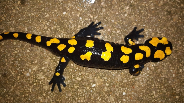 Salamandra infraimmaculata  photographed by רמדאן עיסא 