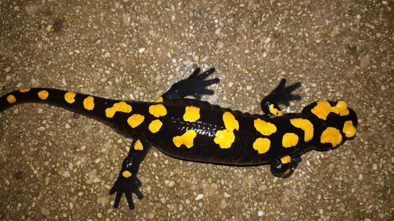 Salamandra infraimmaculata  photographed by רמדאן עיסא 