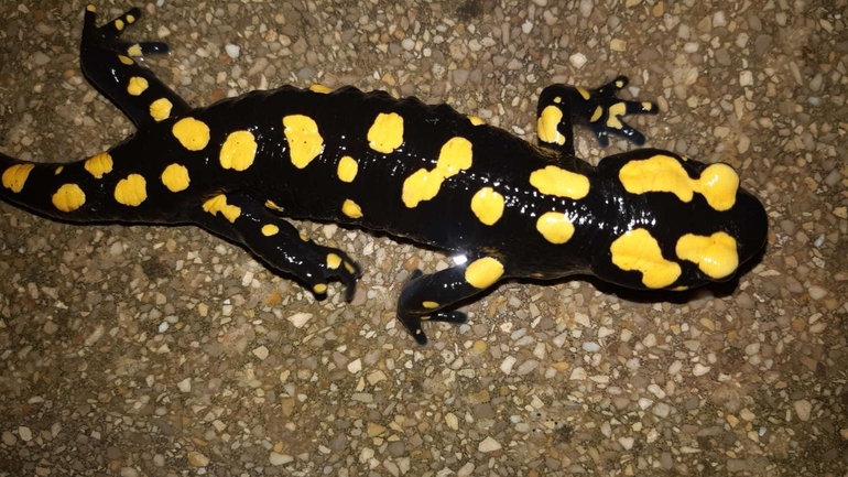 Salamandra infraimmaculata  photographed by רמדאן עיסא 