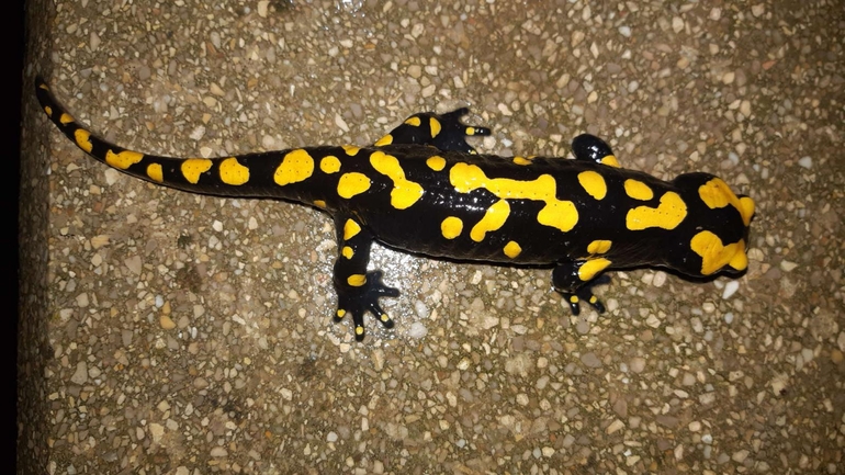 Salamandra infraimmaculata  photographed by רמדאן עיסא 