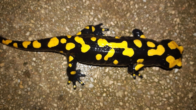 Salamandra infraimmaculata  photographed by רמדאן עיסא 