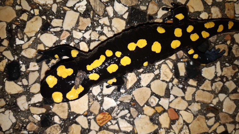 Salamandra infraimmaculata  photographed by רמדאן עיסא 