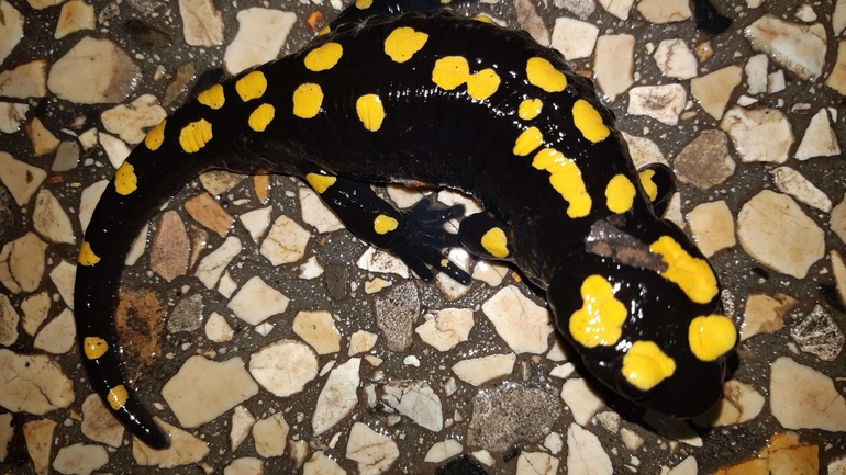 Salamandra infraimmaculata  photographed by רמדאן עיסא 