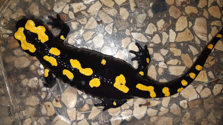 Salamandra infraimmaculata  photographed by רמדאן עיסא 