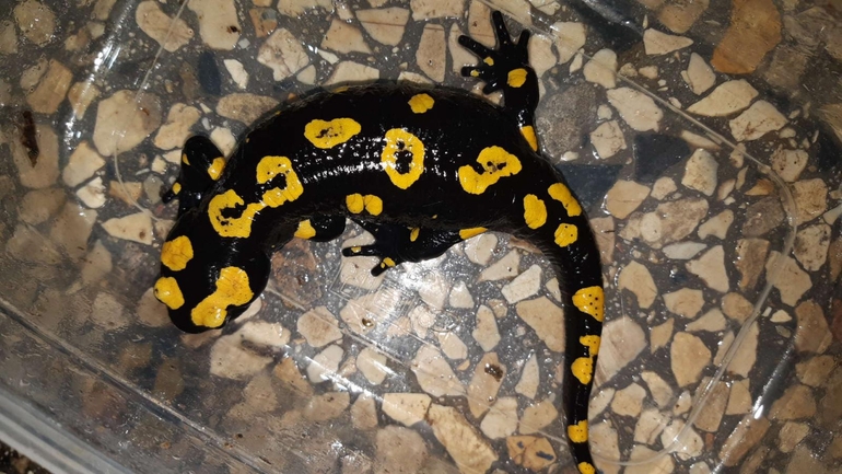 Salamandra infraimmaculata  photographed by רמדאן עיסא 