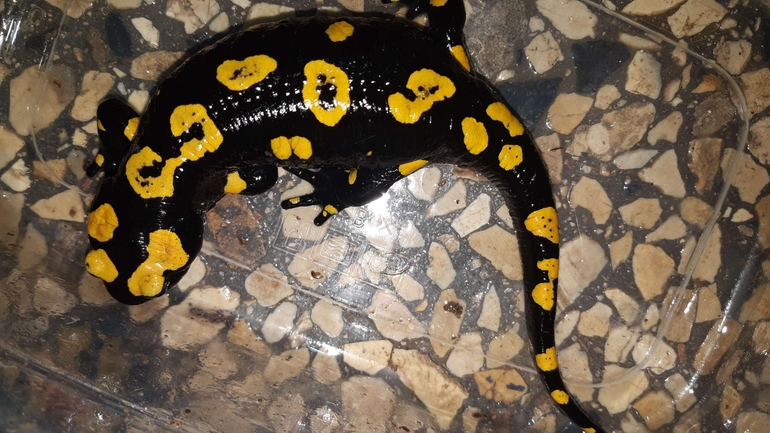 Salamandra infraimmaculata  photographed by רמדאן עיסא 