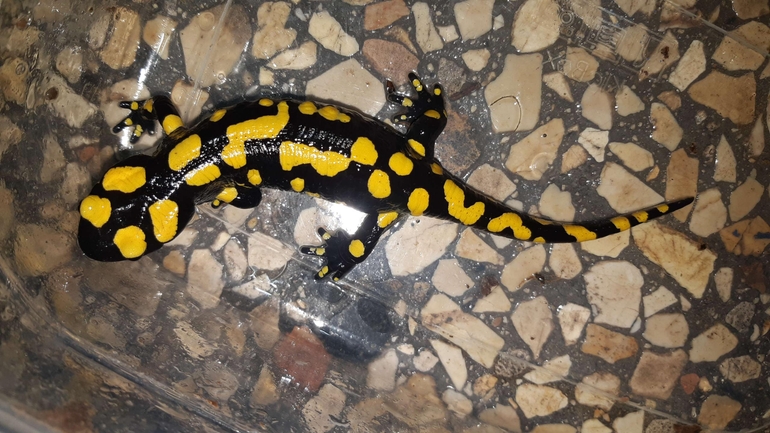 Salamandra infraimmaculata  photographed by רמדאן עיסא 