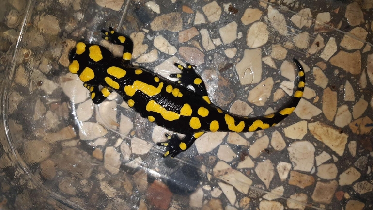 Salamandra infraimmaculata  photographed by רמדאן עיסא 