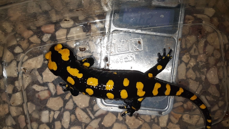 Salamandra infraimmaculata  photographed by רמדאן עיסא 