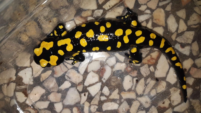 Salamandra infraimmaculata  photographed by רמדאן עיסא 