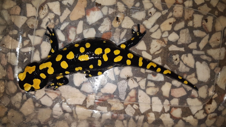 Salamandra infraimmaculata  photographed by רמדאן עיסא 