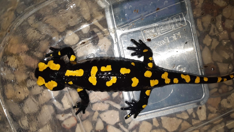 Salamandra infraimmaculata  photographed by רמדאן עיסא 