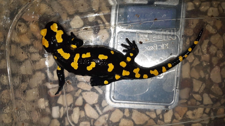 Salamandra infraimmaculata  photographed by רמדאן עיסא 