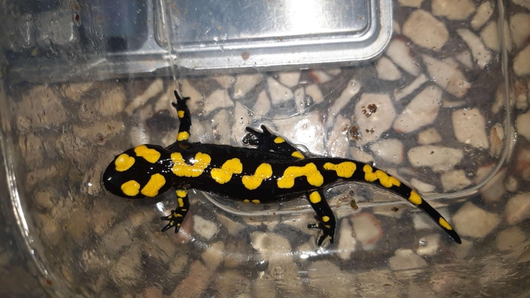 Salamandra infraimmaculata  photographed by רמדאן עיסא 