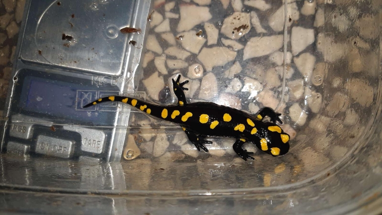 Salamandra infraimmaculata  photographed by רמדאן עיסא 