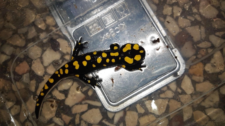 Salamandra infraimmaculata  photographed by רמדאן עיסא 