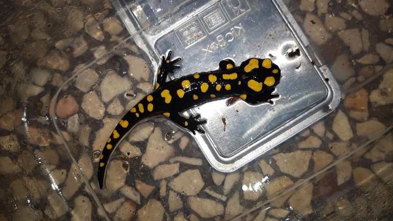 Salamandra infraimmaculata  photographed by רמדאן עיסא 