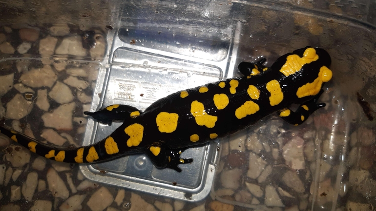 Salamandra infraimmaculata  photographed by רמדאן עיסא 