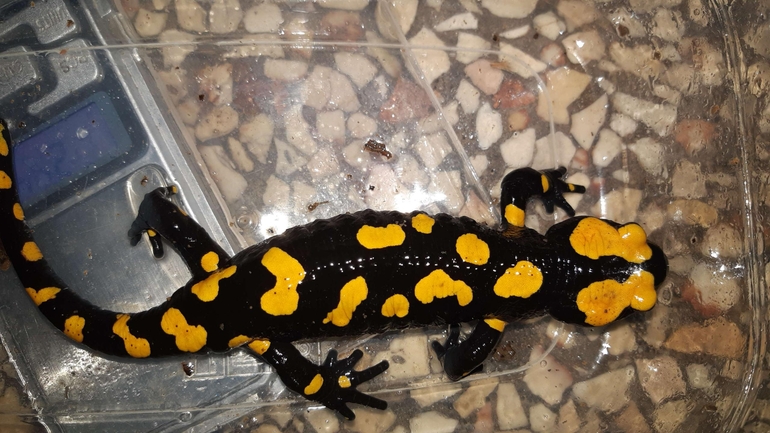 Salamandra infraimmaculata  photographed by רמדאן עיסא 