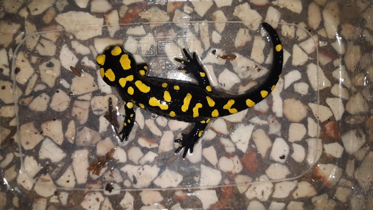 Salamandra infraimmaculata  photographed by רמדאן עיסא 