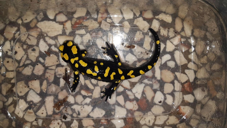 Salamandra infraimmaculata  photographed by רמדאן עיסא 