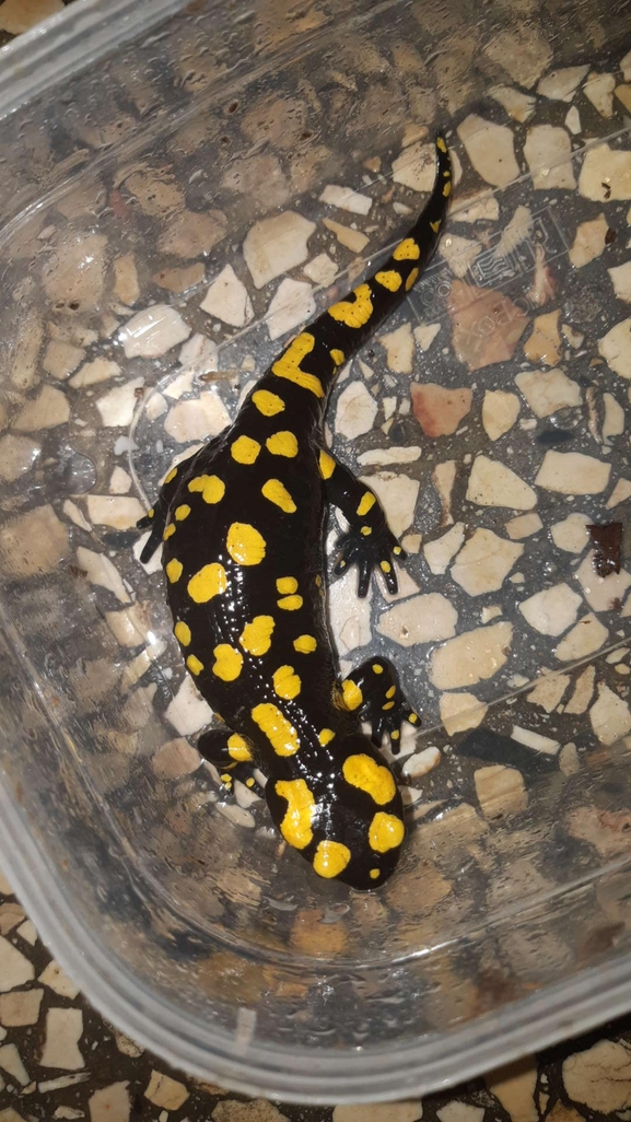 Salamandra infraimmaculata  photographed by רמדאן עיסא 