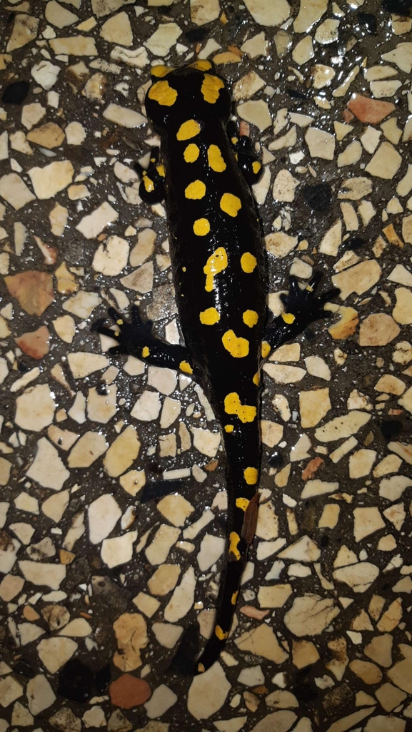 Salamandra infraimmaculata  photographed by רמדאן עיסא 