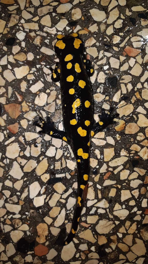 Salamandra infraimmaculata  photographed by רמדאן עיסא 