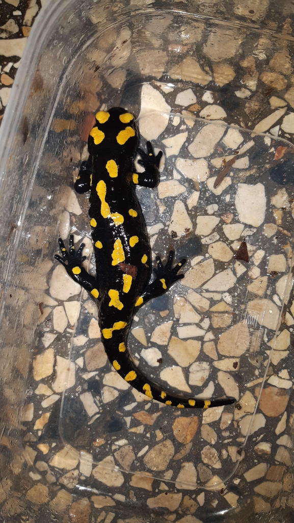 Salamandra infraimmaculata  photographed by רמדאן עיסא 