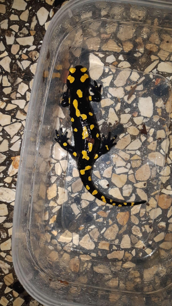 Salamandra infraimmaculata  photographed by רמדאן עיסא 