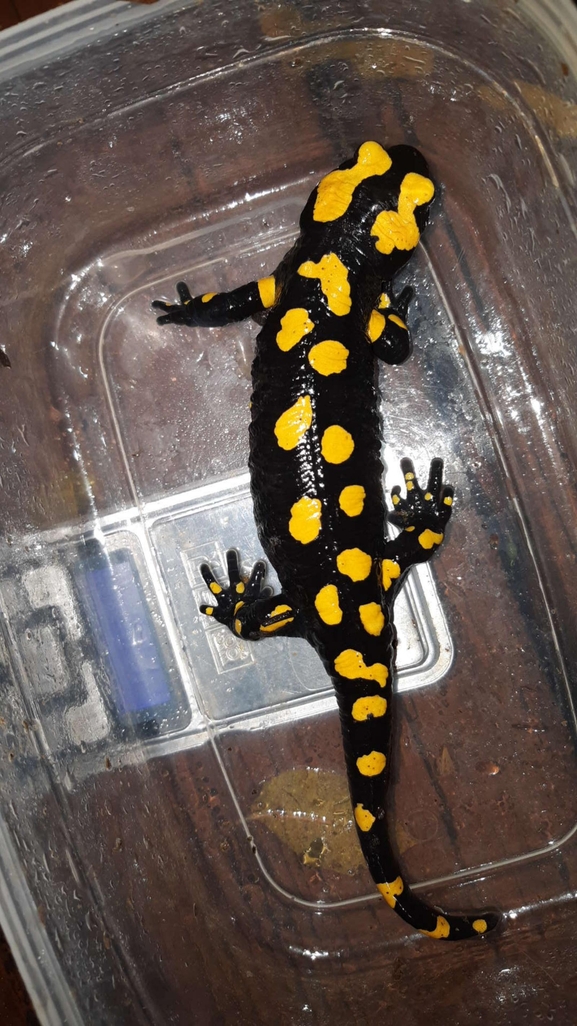 Salamandra infraimmaculata  photographed by רמדאן עיסא 