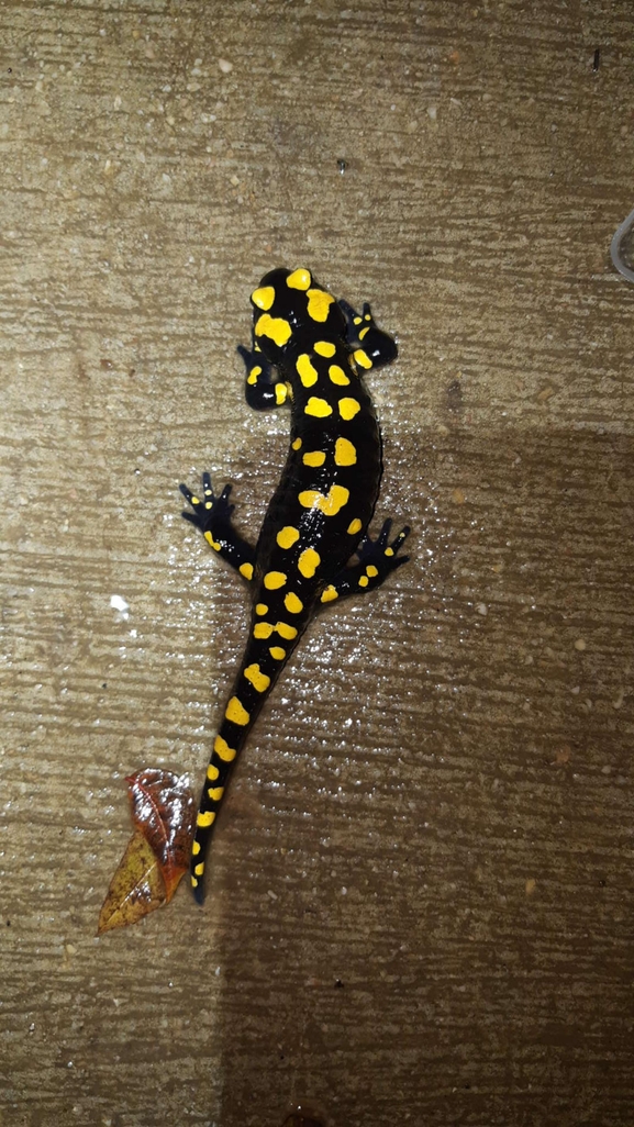 Salamandra infraimmaculata  photographed by רמדאן עיסא 