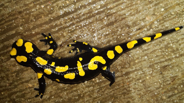 Salamandra infraimmaculata  photographed by רמדאן עיסא 