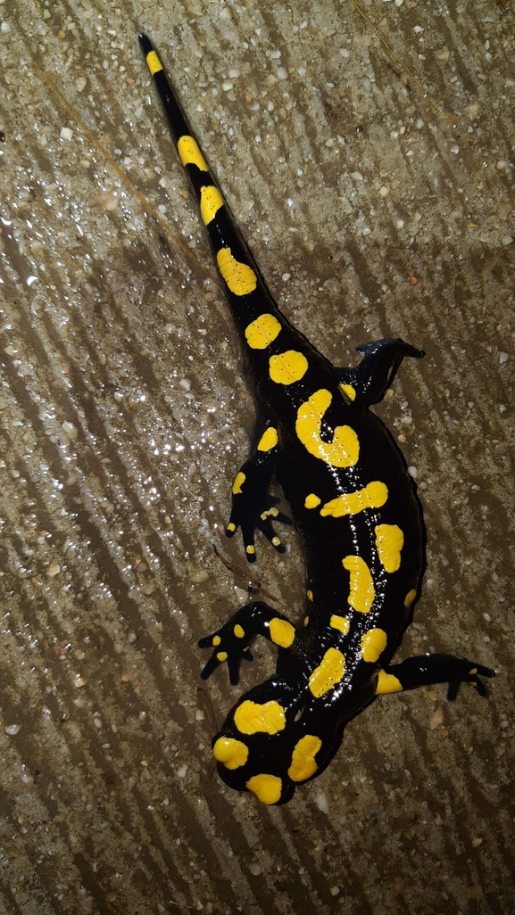 Salamandra infraimmaculata  photographed by רמדאן עיסא 