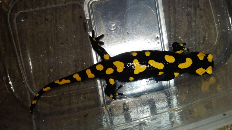 Salamandra infraimmaculata  photographed by רמדאן עיסא 