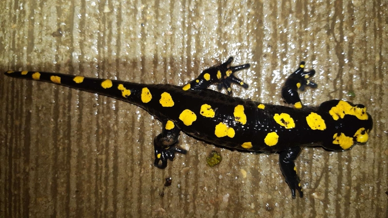 Salamandra infraimmaculata  photographed by רמדאן עיסא 