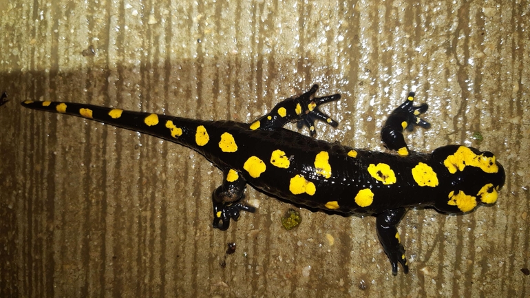 Salamandra infraimmaculata  photographed by רמדאן עיסא 