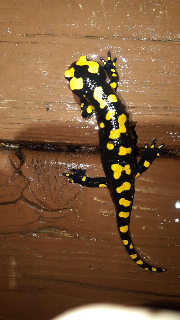 Salamandra infraimmaculata  photographed by רמדאן עיסא 