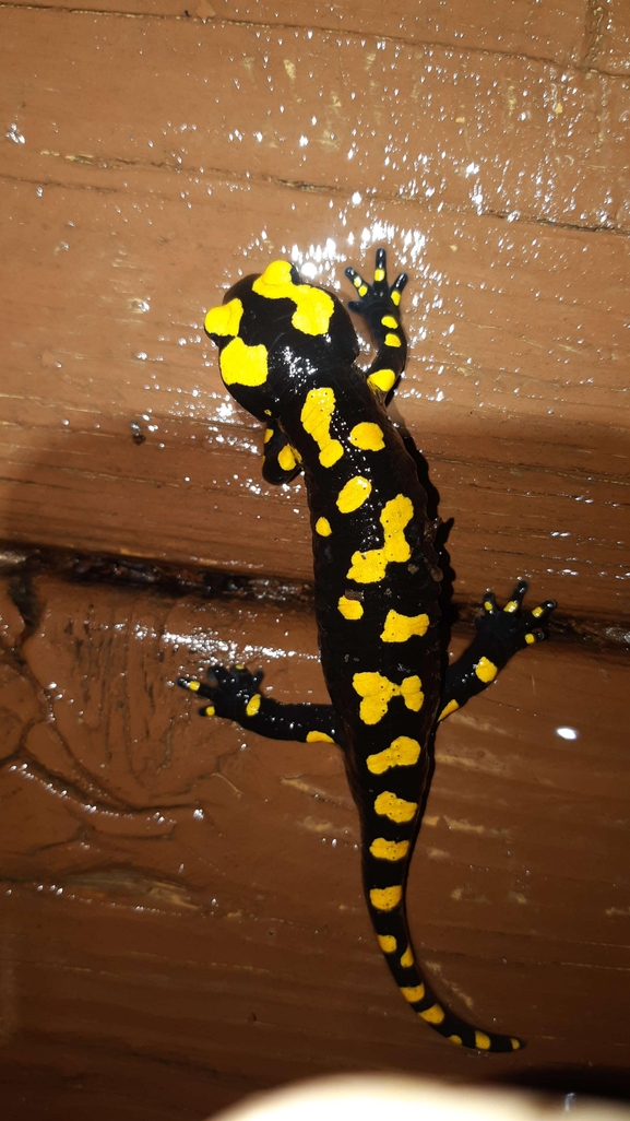 Salamandra infraimmaculata  photographed by רמדאן עיסא 