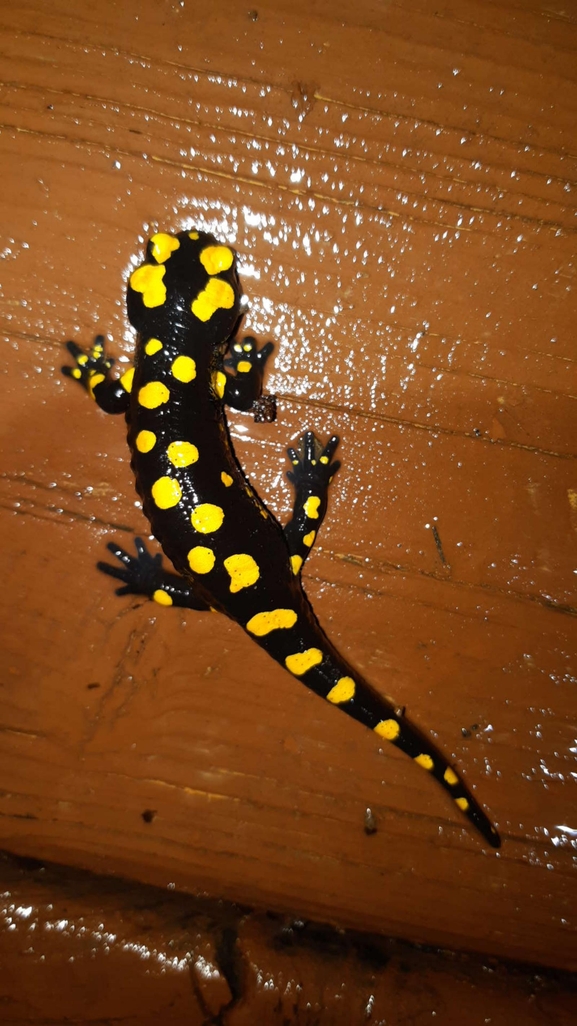 Salamandra infraimmaculata  photographed by רמדאן עיסא 