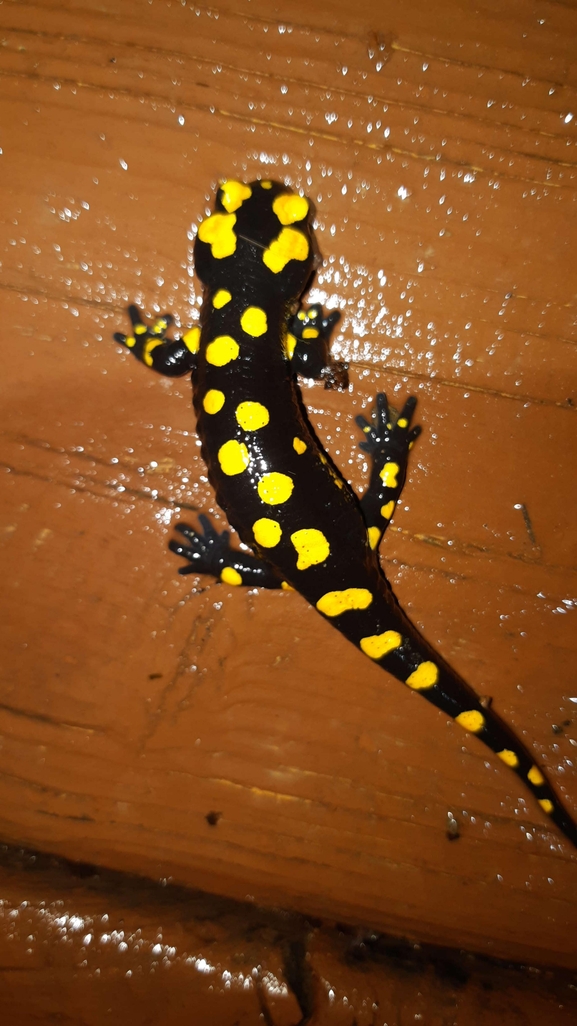 Salamandra infraimmaculata  photographed by רמדאן עיסא 