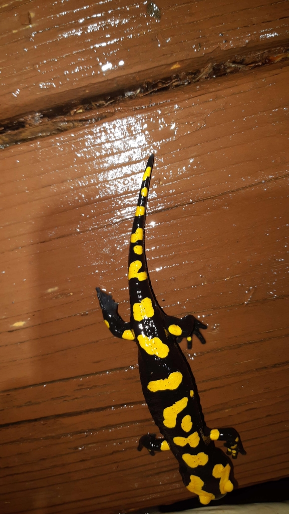 Salamandra infraimmaculata  photographed by רמדאן עיסא 