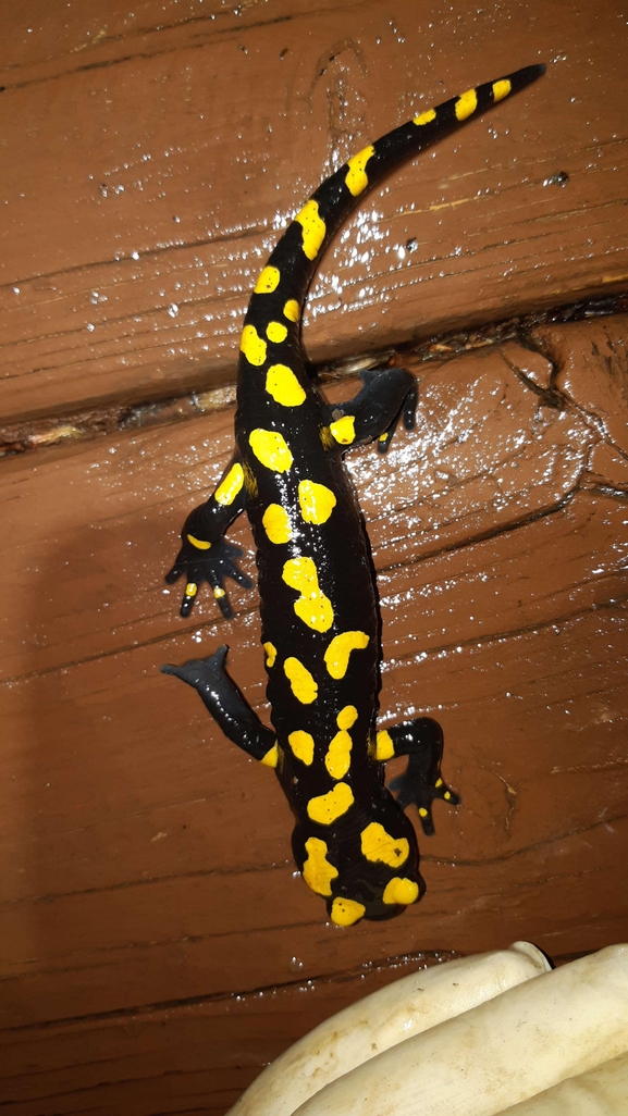 Salamandra infraimmaculata  photographed by רמדאן עיסא 